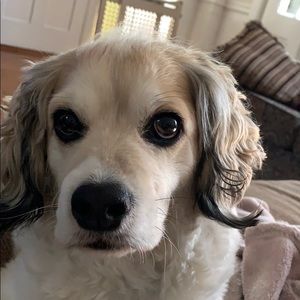 Meet your Posher, Kerri